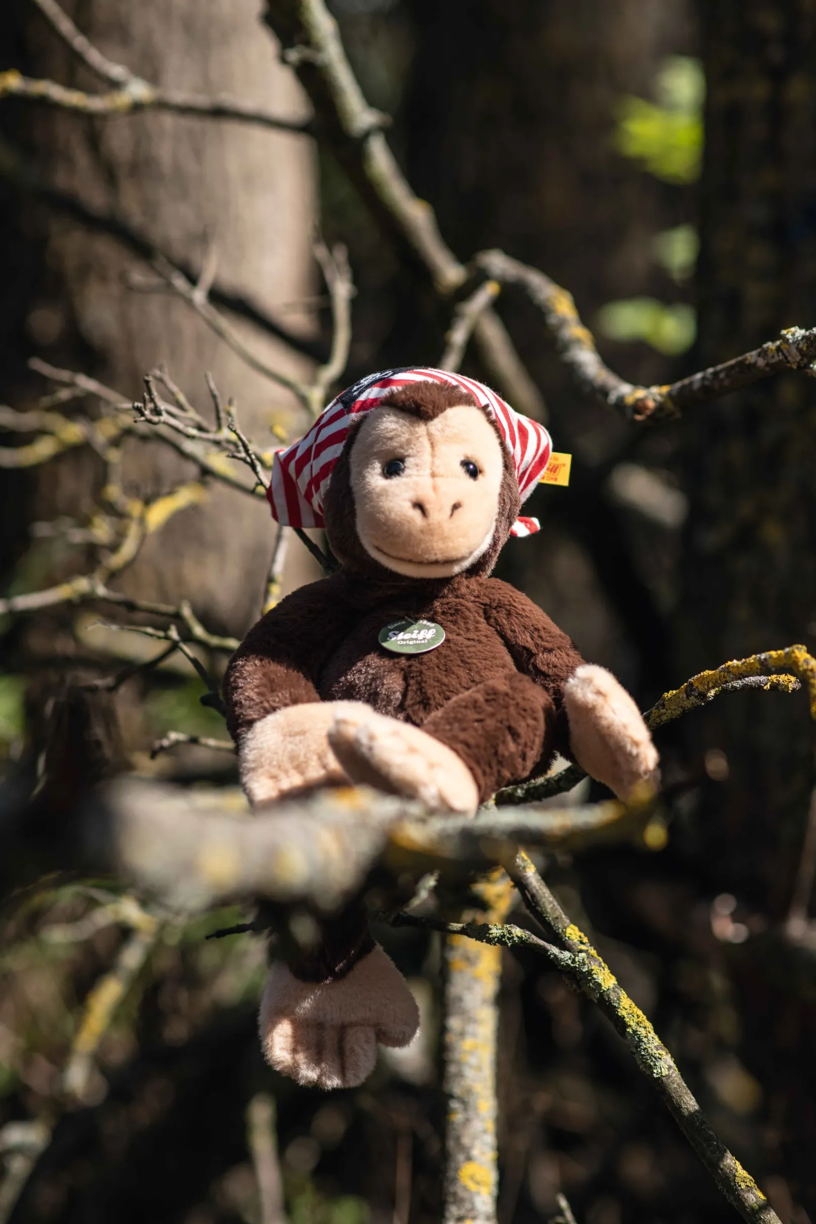 Best Steiff Scotty dangling monkey, 28 cm, brown